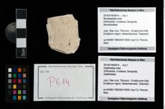 Foto (Objekt + Etikett) von Mundopsidae indet.  (NHMW-GEO-2014-0194-0614)
